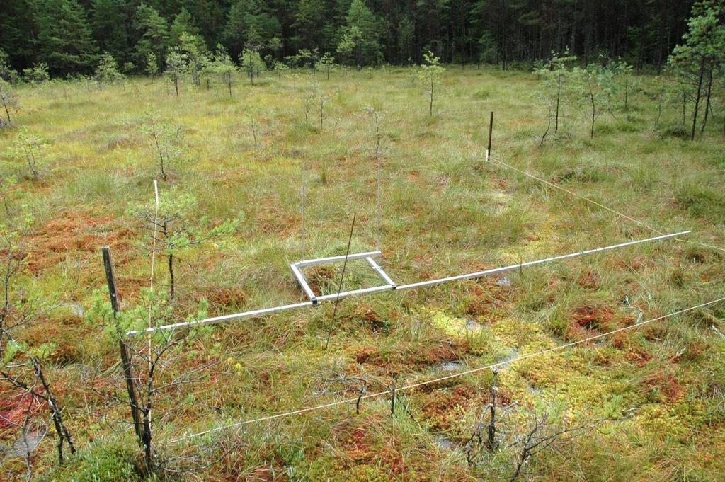 Våtmarker lämpliga att kalka - kärr Mjukmattekärr, dominerat av