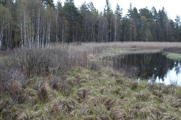 Våtmarker lämpliga att kalka - mader Sjömad med vass, pors och