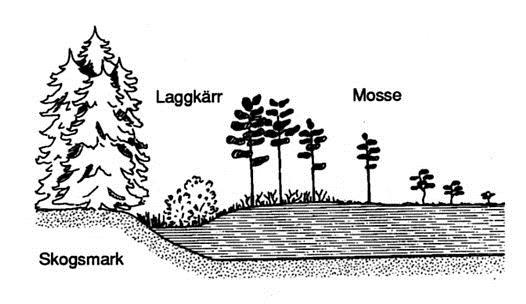 Mossen är olämplig Mossar är