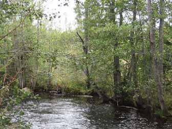 Den utgörs av en lövskogslund med stora botaniska värden, kalkrik jordart samt berggrund av urkalksten.