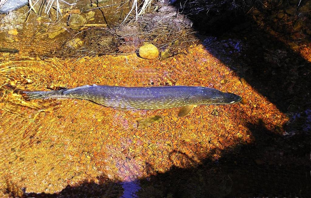 beskrevs i Ådjers (2008) med en rekommendation (Tabell 1) om hur gäddor med olika skador bör hanteras. Koski (2011) ger tips och rekommendationer om hur gädda ska hanteras vid catch and release-fiske.