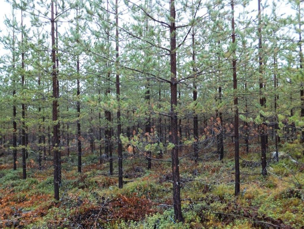 Bilder tagna av Björn Elfving sommaren 2014 GenetikskolanI Östra