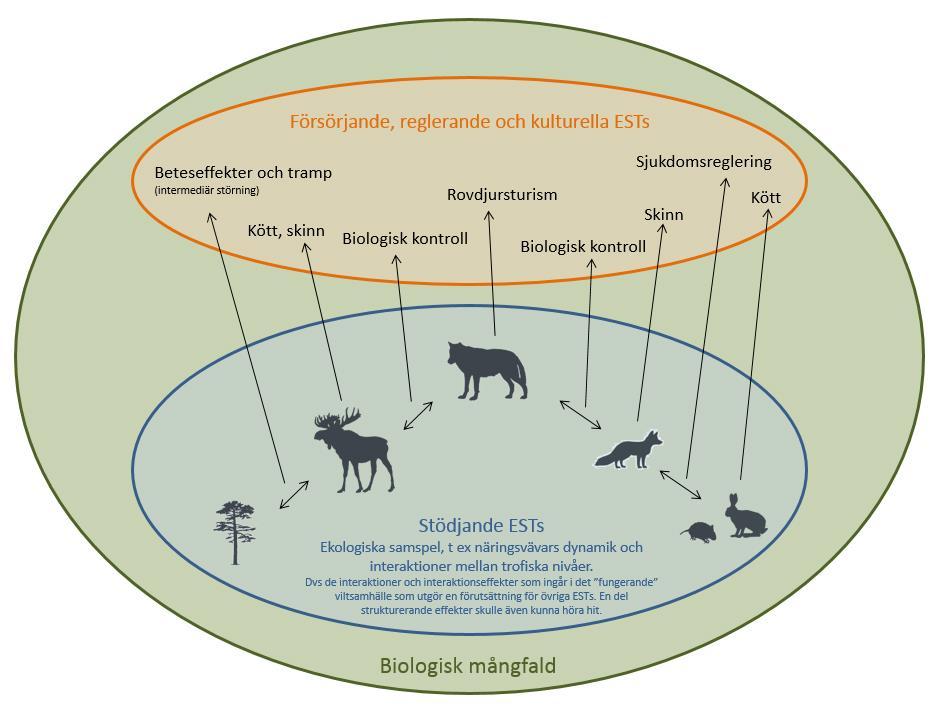 STÖDANDE