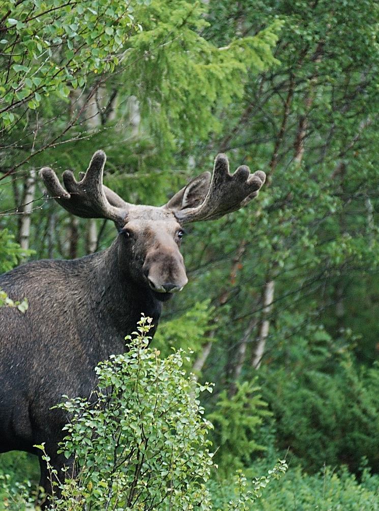 EXEMPEL PÅ STÖDANDE TJÄNSTER Betestryck-BM Tramp & bök Urin, spillning, kadaver Predation