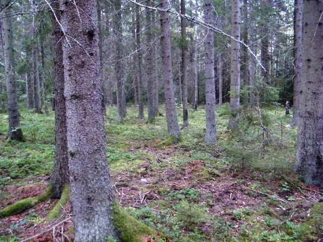 Högsby Skurebo 2:4 m.fl Högsby Skurebo 2:4 m.
