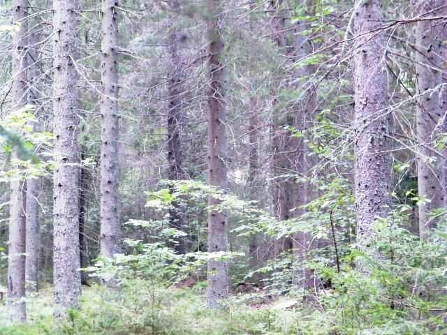 Ekonomibyggnad Vagnbod och Bodar Vagnbod i trä med plåttak, en timrad bod från 1700- talet samt bod och vedbod med el.