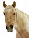 vita romb oh aels; sv Lin MA /- /,a ' Conny Linbla Lin Ni /- /, ' STARO KING OF ROCK :, M Tot: --.,mbr.v.e Manofmanymissions - : --,.