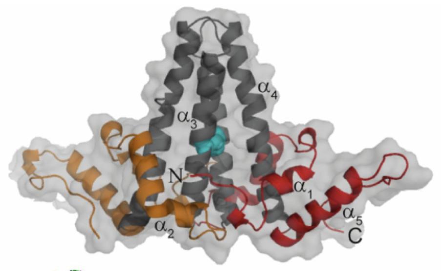 Core Protein (HBcAg) Central roll för hepatit B virus Core