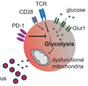 behandling T-cells