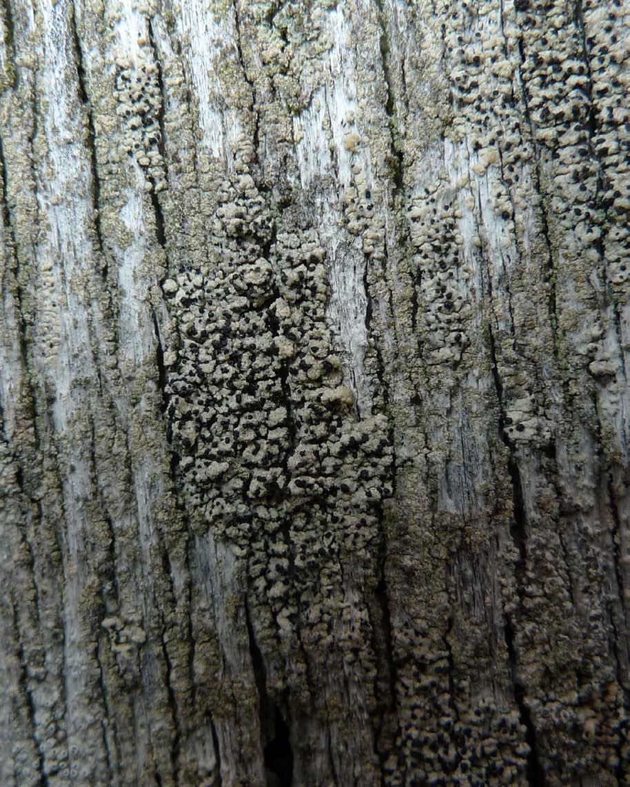 På bilden ses staketflarnlav Pycnora praestabilis med grå vårtig bål och svarta pyknid