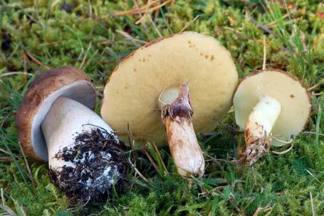 Vid mykorrhizaförbindelsen mellan svampmyceliet och trädroten producerar trädet genom fotosyntesen socker som via trädets kärlsystem når svampen vilken i sin tur frigör näringsämnen från omgivningen