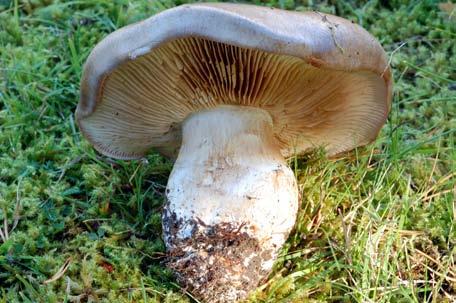 Ekspindling, Årsunda kyrka. Foto: Ove Lennström stensopp Boletus edulis, Karl-Johan kallad, vilken är mindre noggrann vid partnerval.