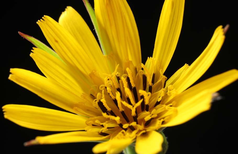Ängshaverrot. Arbrå. Lägg märke till de mycket långa märkesflikarna som bildar spiraler med två varv. Pollen tycks finnas bara i de centrala blommorna.