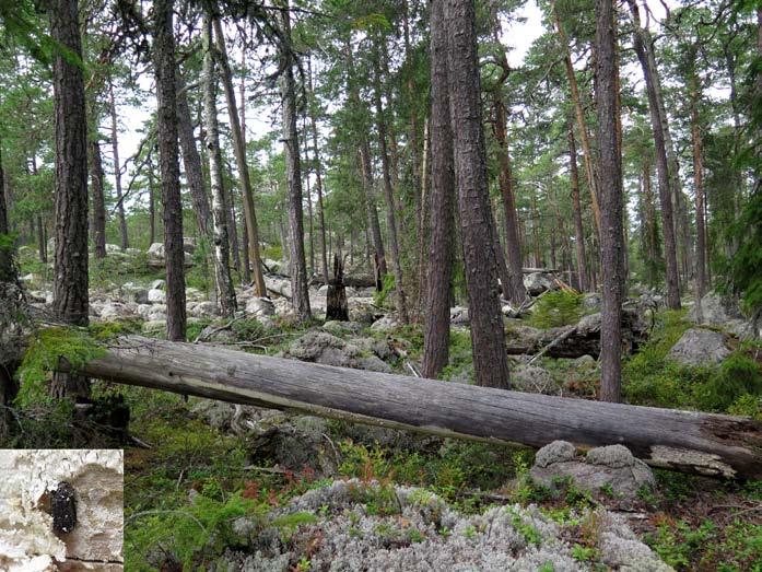 Skogsgruppen och skogsprojektet Magnus Andersson Skogsgruppen är Naturskyddsföreningens nätverk för skogsfrågor i Gävleborgs län. Vi är ett 00-tal personer som vill värna skogens liv.