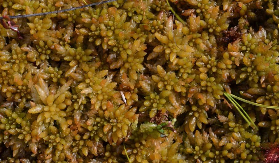 Det finns också inslag i gult av det som troligen är flaggvitmossa Sphagnum balticum. Kårstjärn, Torsåker, september 20.
