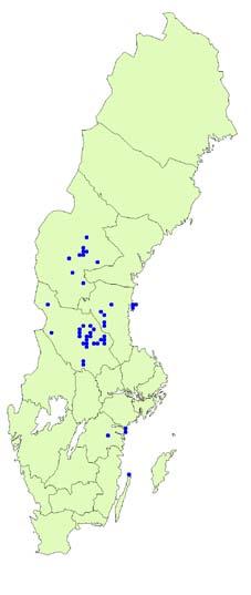 Sydlig ladlav Cyphelium notarisii, EN Sydlig ladlav är en skorplav med gul vårtig bål och apothecier eller pyknid insänkta i bålvårtorna.