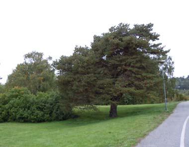 Natur Mark och vegetation Området utgörs idag till största del av en grusad upplagsyta för uppläggning av snö, sand och dylikt.