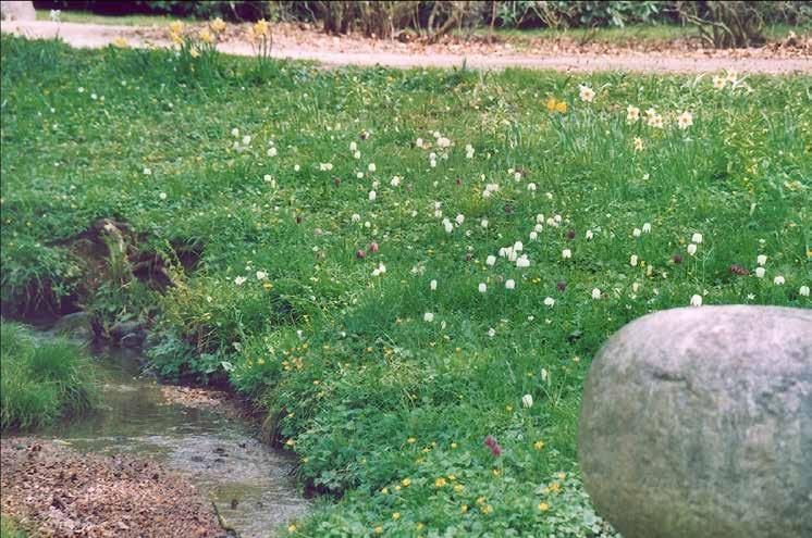 Naturplantering Uttryck och ståndort Fritillaria meleagris