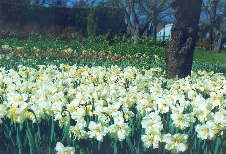 Mellantidig vår april. N.