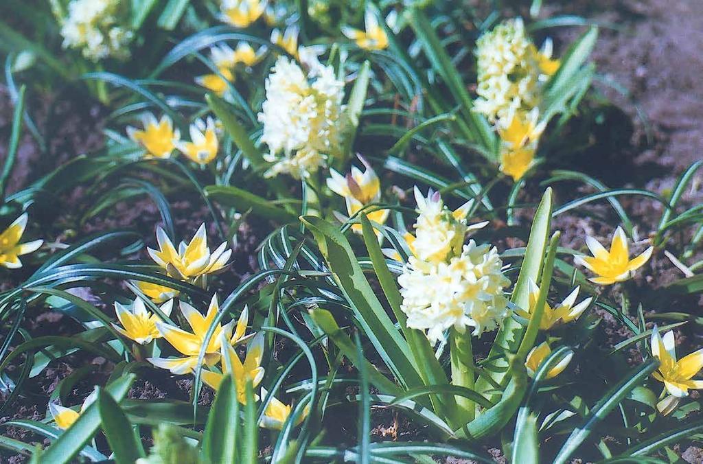 lökplantering i april.