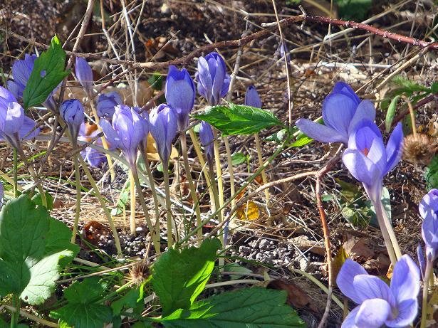 Höstkrokus Crocus speciosus