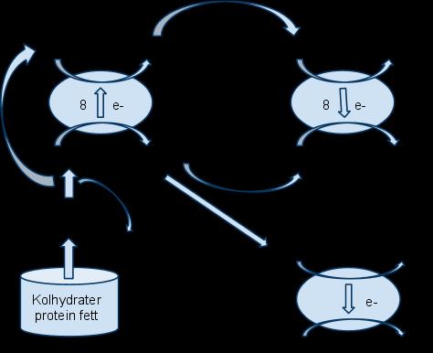 14 Appendix 2 - Mikrobiologi och kemi syrabas balans Metanbildningens Mikrobiologi Figur: Schematisk beskrivning syrefri metabolisering av organiskt material till metan och koldioxid Kolhydrater