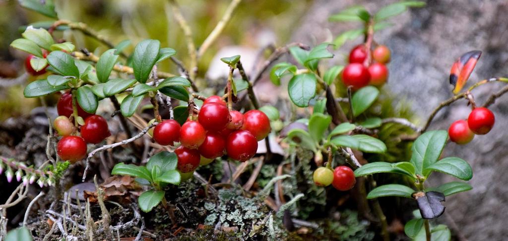 Valberedningens uppgift är att inför årsstämman 2019 framlägga förslag till val av styrelseordförande och övriga ledamöter i styrelsen, styrelsearvoden och annan ersättning till styrelseledamöterna