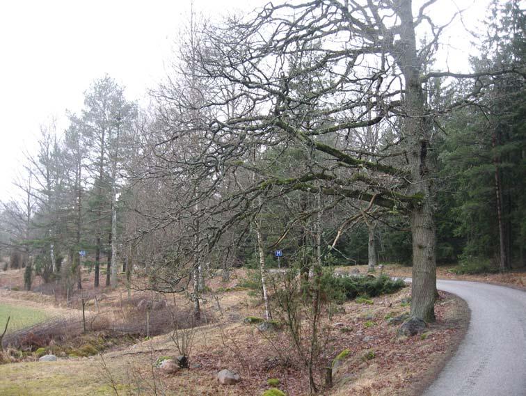 Förslag MKB FÖR DETALJPLAN BOSTÄDER I BRANNEBOL Del av Brannebol 1.1 m.fl.