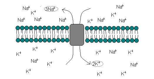 Neuronens struktur Cell kropp Nervterminal Dendriter Axon Neuronens viktigaste funktionella
