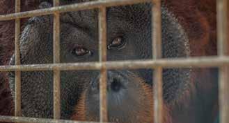 Det är därför glädjande att Save the Orangutan under 2017 samlat in mer än 23 miljoner SEK till att hjälpa och skydda den akut hotade orangutangen på Borneo.