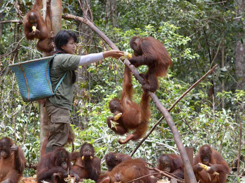 Hjälpinsatser för de föräldralösa och nödställda orangutangerna Rekordmånga orangutanger frisläppta under 2017 Save the Orangutans indonesiska samarbetspartner BOSF återförde 170 orangutanger till