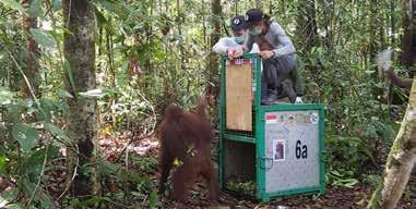 Huset rymmer upp till 25-30 orangutangungar mellan noll och tre år. Här har de bland annat en inomhus lekplats och bättre aktivitetsmöjligheter.