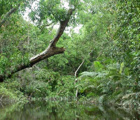 I samband med att bevara den ursprungliga regnskogen är det avgörande att involvera lokalbefolkningen.