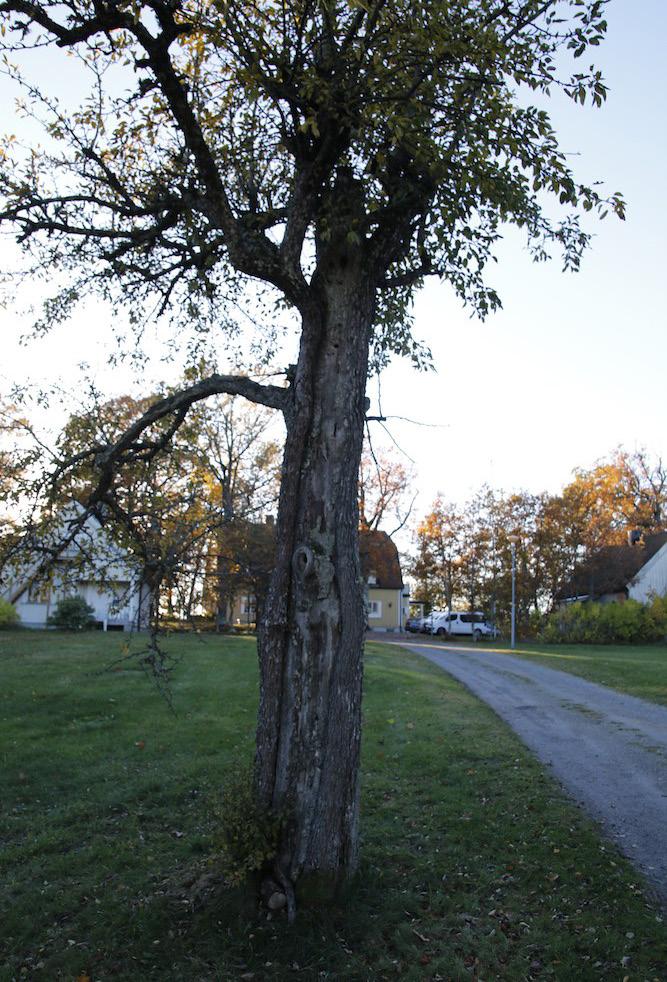 C Ekskog med inslag av tall Beskrivning: Medelålders ekskog av ris-grästyp med en del äldre tall. Längst i öster står två påtagligt grova, äldre ekar varav den ena är död.