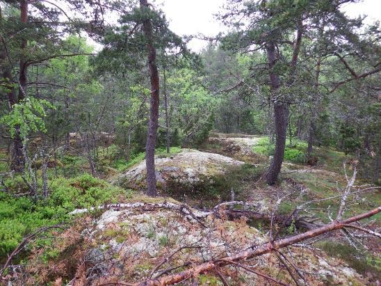 7. Hällmarkstallskog i objekt 1. 2 Bergsbrant i Lommarskogen Beskrivning: En västvänd ca 15 m hög bergsbrant som omges av tallskog. I den högsta delen av objektet finns en terrass med berg i dagen.