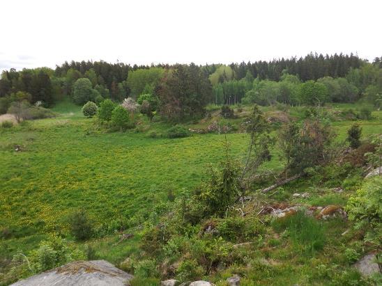 14. Vy över objekt 8. 9 Betad skog intill Lommaren Beskrivning: En skogsbevuxen kulle med delvis branta sluttningar. Skogen betas av nötkreatur även om betespåverkan är otydlig.