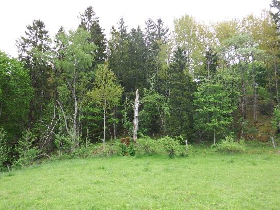 15. Skogsbryn i objekt 9. 10 Betesmark sydost om Nordroberget Beskrivning: Kultiverad öppen betesmark med ett par holmar av naturbetesmark. Utspridda träd och buskar växer i betesmarken.