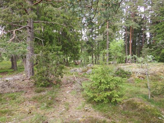 17. Gles skog med viss betespåverkan i objekt 11. 12 Stor betesmark Beskrivning: Större, omväxlande betesmark med kultiverad betesmark samt torrare partier med naturbetesmark och hällmarkstorräng.