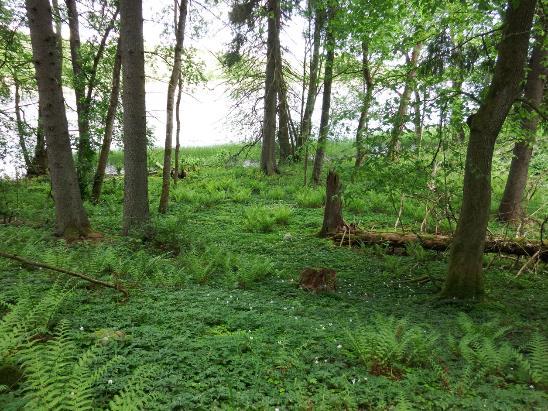 Motivering: Att området utgörs av Natura 2000-naturtyp som är hotad ger ett högt biotopvärde.