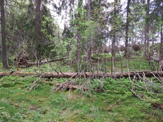 22. Död ved förekommer i objekt 16. 17 Hällmarkstallskog vid Skansberget Beskrivning: Hällmarkstallskog vid en fornborg på Skansberget. Förutom tall växer här enstaka yngre björkar.