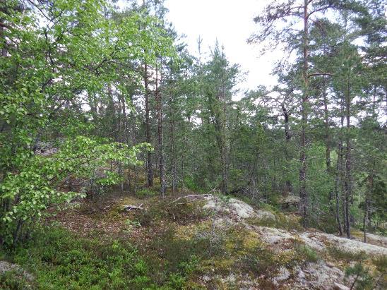 23. Objekt 17 utgörs av hällmarksskog vid Skansberget. 18 Hällmarkstallskog väster om skjutbanan Beskrivning: Hällmarkstallskog på en kulle. Bland tallarna växer enstaka björkar och enar.