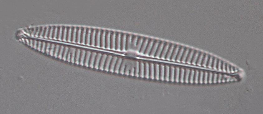 I Märstaån-Odensalabäcken dominerade artkomplexet Achnanthidium minutissimum tillsammans med den föroreningstoleranta Eolimna minima (Figur 5) och i Märstaån