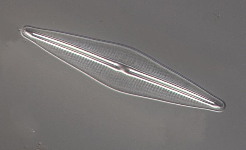 sura vatten. I Lillån dominerade artgruppen Achnanthidium minutissimum (74 %). Denna är vanlig i olika typer av rinnande vatten, förutom i sura miljöer.