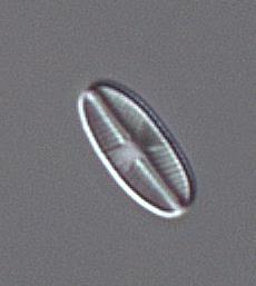 Medins Biologi AB.