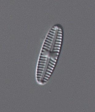 parvulum, Mayamaea atomus var.