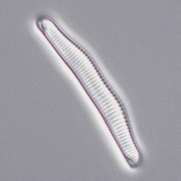 Recipientkontrollen i Lagan 2017 Medins Havs och Vattenkonsulter AB De flesta lokalerna i undersökning klassades som alkaliska (årsmedelvärde för ph över 7,3) eller nära neutrala (årsmedelvärde för