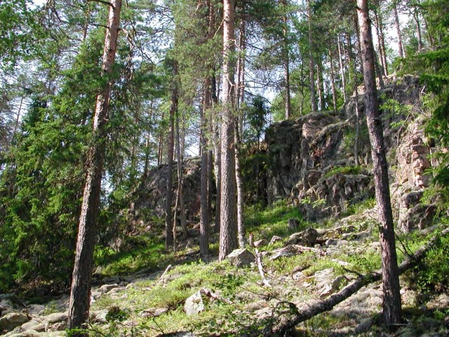 DE VILDA, DJUPA SKOGARNA Ytterligare en aspekt av Siljansbygden som presenteras är de djupa skogarna. Här omges man av gamla tallar och granar och stora block bevuxna med lavar.