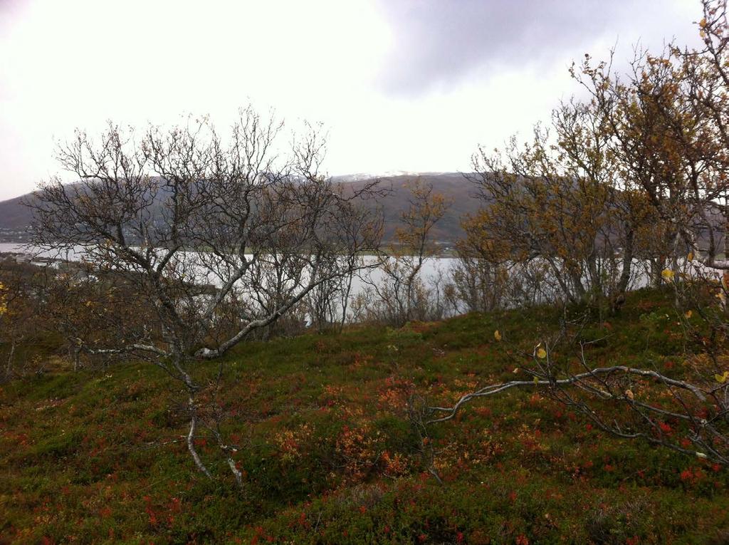 Normering av kvänska Kväänin eli kainun kielen systematiseeraaminen Seminaari kainun kielen revitaliseeraamisen