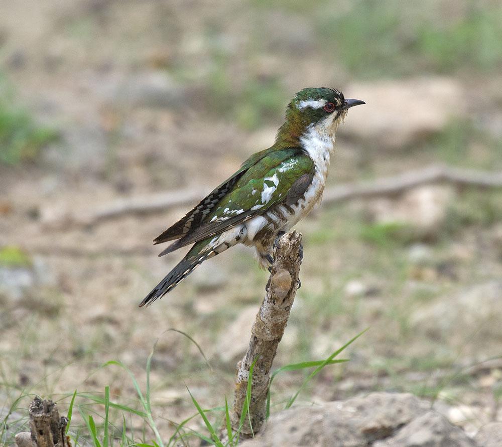 Dhofar,