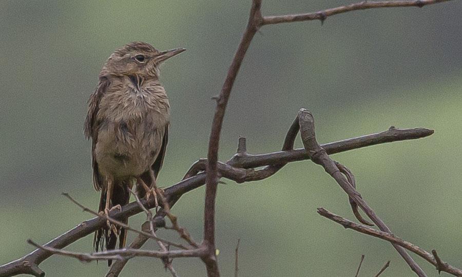 83. Rödahavsvävare Rüppell's Weaver Ploceus galbula vanlig, sedd på flera håll så gott som dagligen, inklusive aktiva kolonier Ayn Razat 24/7 84.